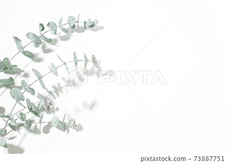 桉樹新鮮植物白色背景素材 73887751