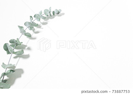 Eucalyptus fresh plant white background material Eucalyptus fresh plant white background material 73887753