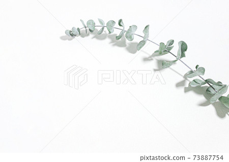 Eucalyptus fresh plant white background material 73887754