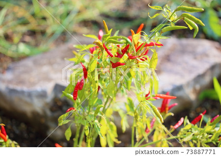 Capsicum nuts Capsicum nuts 73887771