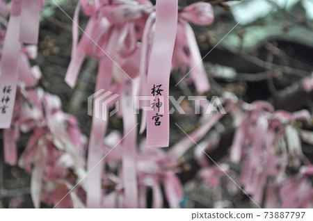 The flowering of cherry blossoms and the roots of marriage 73887797