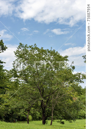 兵庫縣三田市有馬富士公園的夏日風景 兵庫縣三田市有馬富士公園的夏日風景 73887934
