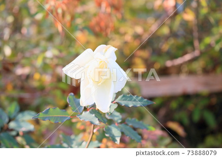 玫瑰花約翰肯尼迪 玫瑰花約翰肯尼迪 73888079