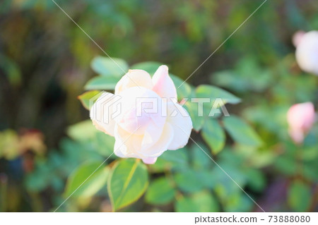 玫瑰花朵聖塞西莉亞 73888080