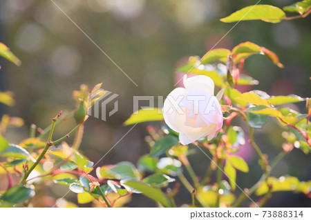 玫瑰花Schneebitten 玫瑰花Schneebitten 73888314