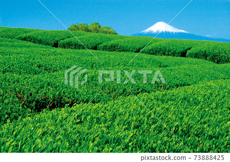 Tea plantation in the new tea season 73888425