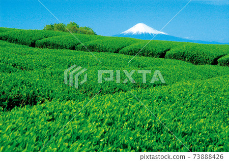 Tea plantation in the new tea season Tea plantation in the new tea season 73888426