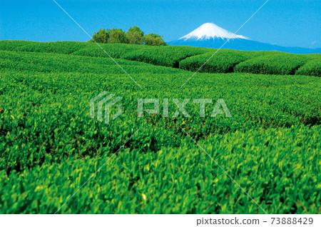 Tea plantation in the new tea season Tea plantation in the new tea season 73888429