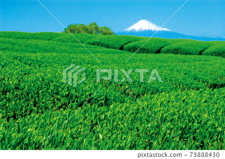 Tea plantation in the new tea season 73888430