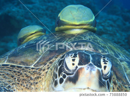 Remora relaxing upside down on the shell of a turtle Remora relaxing upside down on the shell of a turtle 73888850