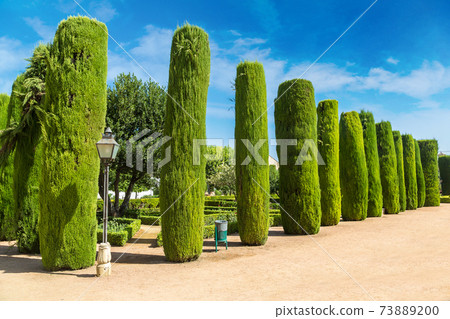 Gardens at the Alcazar  in Cordoba 73889200
