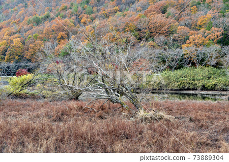 Winter Aono Dam (Lake Senjoji) Wetland scenery 73889304