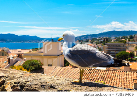 Seagull on a wall in Cannes 73889409