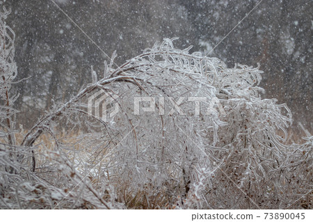 Tree branches weighted down covered with ice Tree branches weighted down covered with ice 73890045