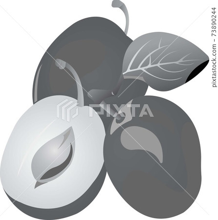 Three purple plums with leaves. Grayscale image of food. Three purple plums with leaves. Grayscale image of food. 73890244