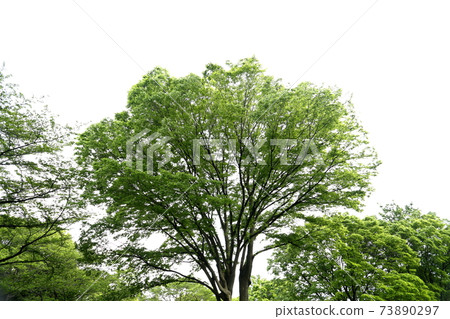 Fresh green of Zelkowa 73890297