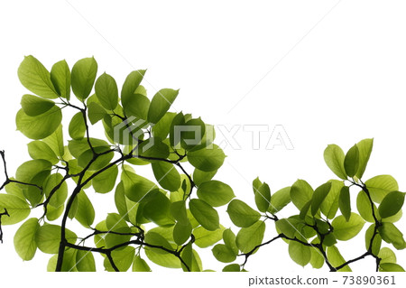 Magnolia fresh green 73890361