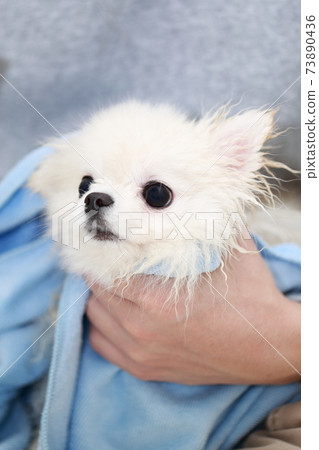 一個男人在給他的狗博美犬洗頭後用毛巾擦水 73890436