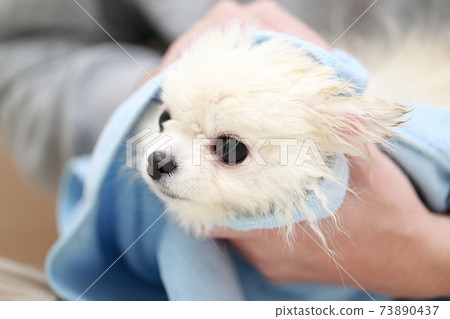 A man who wipes water with a towel after shampooing his dog Pomeranian A man who wipes water with a towel after shampooing his dog Pomeranian 73890437