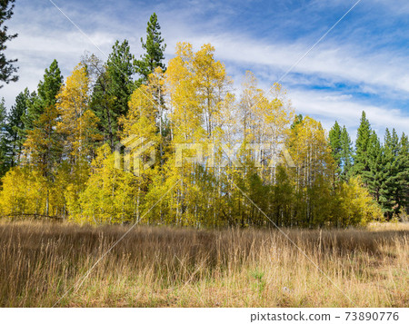 Sunny view with beautiful fall color along the Hope Valley in Lake Tahoe area 73890776