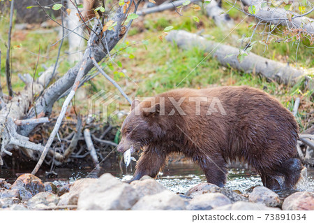 Close up shot of a Bear hunting fish in Lake Tahoe Close up shot of a Bear hunting fish in Lake Tahoe 73891034