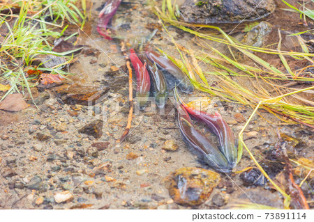 Salmon migration in Lake Tahoe 73891114