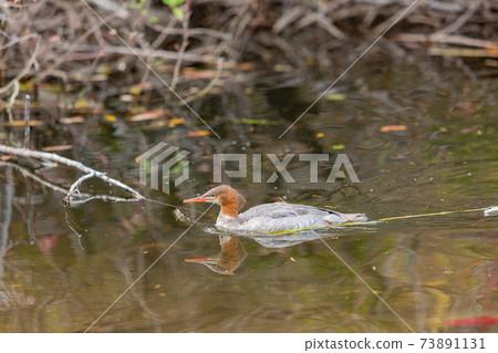 Close up shot of a beautiful Common merganser Close up shot of a beautiful Common merganser 73891131