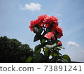 玫瑰和天空 73891241