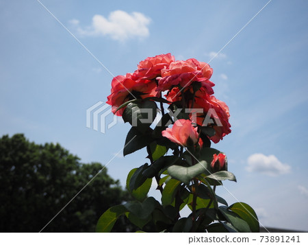 玫瑰和天空 玫瑰和天空 73891241