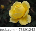 黃玫瑰 73891242