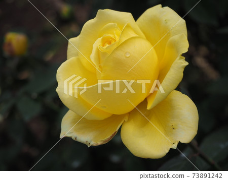 黃玫瑰 黃玫瑰 73891242
