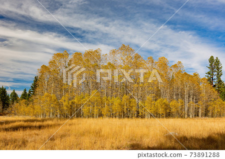 Sunny view with beautiful fall color along the Hope Valley in Lake Tahoe area Sunny view with beautiful fall color along the Hope Valley in Lake Tahoe area 73891288