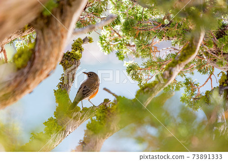 Close up shot of American Robin in Echo Lake area Close up shot of American Robin in Echo Lake area 73891333