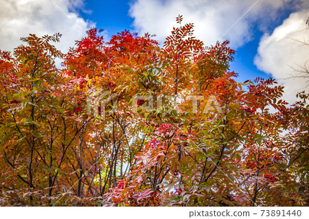 Autumn leaves of Nanakamado Autumn leaves of Nanakamado 73891440