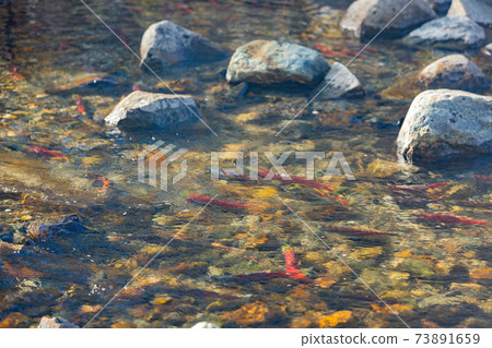 Salmon migration in Lake Tahoe Salmon migration in Lake Tahoe 73891659