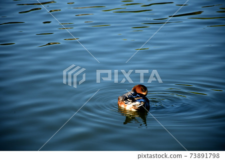 Duck preening on the water Duck preening on the water 73891798