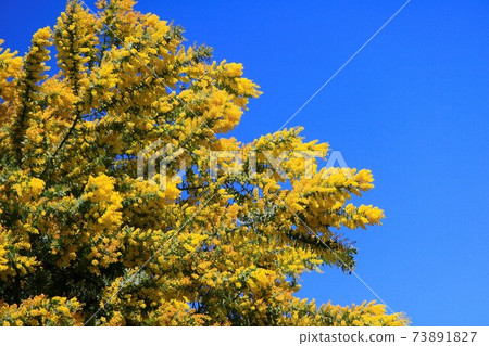 Mimosa flowers shine in the clear sky Mimosa flowers shine in the clear sky 73891827