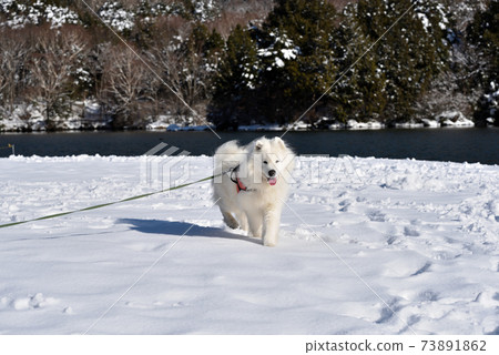 It snowed so I took a walk in Okunikko with my dog It snowed so I took a walk in Okunikko with my dog 73891862