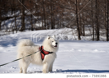 It snowed so I took a walk in Okunikko with my dog It snowed so I took a walk in Okunikko with my dog 73891866