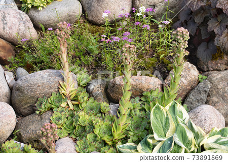 Blooming evergreen groundcover plant Sempervivum known as Houseleek in rockery 73891869