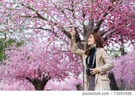 woman traveler looking cherry blossoms or sakura flower blooming and holding camera to take a photo in the park 73891986