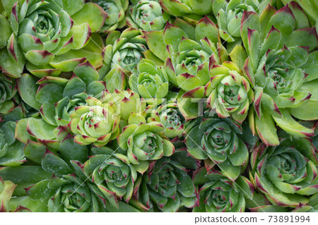 Group of an evergreen groundcover plant Sempervivum known as Houseleek in rockery, top view Group of an evergreen groundcover plant Sempervivum known as Houseleek in rockery, top view 73891994