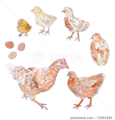 Watercolor illustration of a chick growing up and becoming a hen and laying eggs 73891995