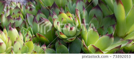 Group of an evergreen groundcover plant Sempervivum known as Houseleek in rockery, close up 73892053