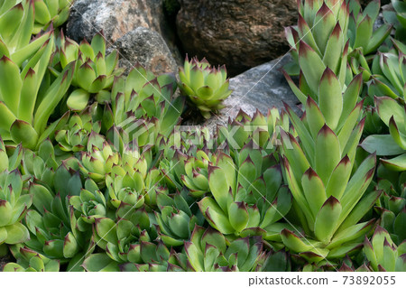 Group of an evergreen groundcover plant Sempervivum known as Houseleek in rockery Group of an evergreen groundcover plant Sempervivum known as Houseleek in rockery 73892055