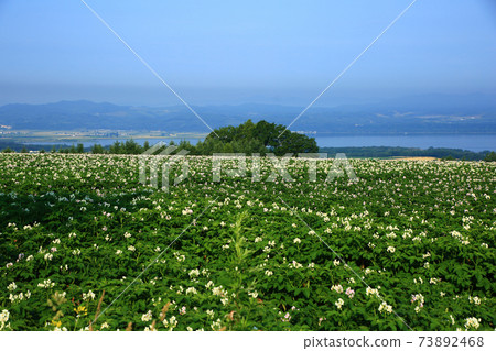 Potato flowers 73892468