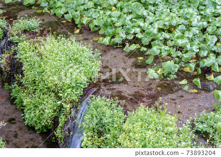 Wasabi cultivated in the clear stream of Oyama Wasabi cultivated in the clear stream of Oyama 73893204