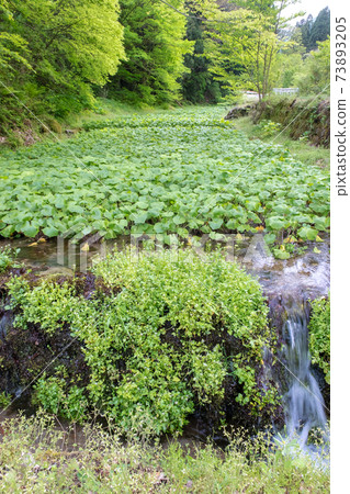 Wasabi cultivated in the clear stream of Oyama 73893205