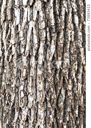 Camphor tree bark 73893415