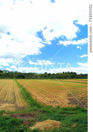 Rice field after rice harvesting 73893502